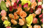 Управлением Россельхознадзора по городу Москва, Московской и Тульской областям выявлен карантинный для РФ объект в срезах цветов розы происхождением Кения