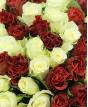 Управлением Россельхознадзора по городу Москва, Московской и Тульской областям выявлен карантинный для РФ объект в срезах цветов розы происхождением Кения