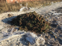 Организация в Московской области приняла решение об уничтожении цветов, зараженных карантинным вредным объектом 