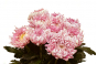 В срезах цветов хризантемы происхождением Нидерланды выявлен карантинный для РФ объект 