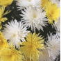 В срезах цветов хризантемы происхождением Колумбия выявлен карантинный для РФ объект
