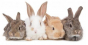 Причины возврата партии спермы кроликов, поступившей на СВХ ООО «Шереметьево-Карго» из Франции