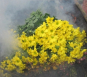 В срезах цветов хризантемы происхождением Нидерланды выявлен карантинный для РФ объект
