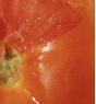 Россельхознадзор выявил Южноамериканскую томатную моль при досмотре партии томатов из Сенегала   