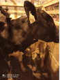 Племенные быки из Канады отправлены Россельхознадзором на карантирование в Кировскую область 