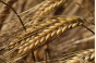 В Тульской области у предприятия, допустившего заражение зерна вредителями, прекращено действие декларации о соответствии на партию ячменя 
