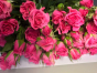 В срезах цветов розы, происхождением Нидерланды,  выявлен карантинный для РФ объект 
