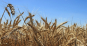 Управление Россельхознадзора по городу Москва, Московской и Тульской областям разъясняет правила оформления документов на зерно