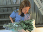 В срезах цветов хризантемы, происхождением Нидерланды,  выявлен карантинный для РФ объект 