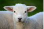 Управлением Россельхознадзора проконтролировано соблюдение требований ветеринарного законодательства при ввозе племенных овец из Германии в Московскую область