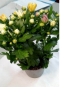 В горшечных растениях хризантемы происхождением Нидерланды выявлен карантинный для РФ объект