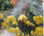 В срезах цветов хризантемы, происхождением Нидерланды,  выявлен карантинный для РФ объект 