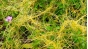 Управление Россельхознадзора по городу Москва, Московской и Тульской областям информирует о вредоносном сорном растении – повилке Cuscuta spp