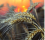 Управление Россельхознадзора выявило организацию в Тульской области, нарушившую правила хранения зерна