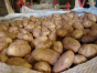 Управление Россельхознадзора по городу Москва, Московской и Тульской областям информирует об опасной болезни - рак картофеля 
