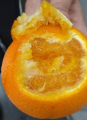 Россельхознадзором пресечен ввоз апельсинов, зараженных карантинным объектом