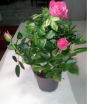 В горшечных растениях розы, происхождением Нидерланды, выявлен карантинный для РФ объект