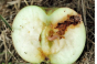 Россельхознадзор выявил карантинный вредный организм в свежих яблоках, происхождением Республика Азербайджан