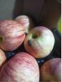 Управление Россельхознадзора по городу Москва, Московской и Тульской областям выявило карантинный для РФ объект в свежих яблоках из Сербии