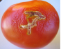 В поступивших в Московский регион томатах из Азербайджана выявлена Южноамериканская томатная моль