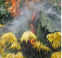 В срезах цветов хризантемы, происхождением Колумбия, выявлен карантинный для РФ объект 