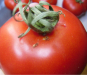 Россельхознадзор выявил Южноамериканскую томатную моль при досмотре партии томатов из Республики Азербайджан