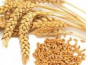 Россельхознадзор выдал предписание о прекращении действия декларации о соответствии предприятию в Московской области за нарушения требований технического регламента «О безопасности зерна» 