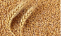 Комбинат хлебопродуктов в Туле привлечен к административной ответственности Управлением Россельхознадхзора за ввоз 1225 т зерна без сертификатов