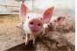 Управление Россельхознадзора по городу Москва, Московской и Тульской областям информирует об условиях поставок продукции в Сербию, связанных с африканской чумой свиней (АЧС)