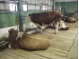 В Московскую область из Германии благополучно прибыло 19 племенных быков 