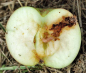 Россельхознадзор выявил Восточную плодожорку в свежих яблоках, происхождением Республика Молдова