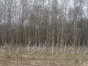 Управление Россельхознадзора привлекло к ответственности собственника сельхозучастка в Московской области за сорную растительность и размещенный мусор на участке