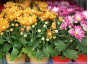 В срезах цветов хризантемы, происхождением Нидерланды, выявлен карантинный для РФ объект