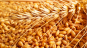 Россельхознадзор отозвал декларации о соответствии у подмосковного предприятия за нарушение процедуры декларирования зерна