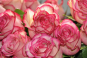 В срезах цветов роз из Нидерландов выявлен карантинный для РФ объект