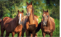 Причины приостановления оформления трех лошадей, прибывших из Республики Узбекистан для участия в соревнованиях