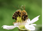 Россельхознадзор выявил несогласованное перемещение передвижной пасеки из 60 пчелосемей в Тульской области