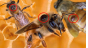 Россельхознадзор выявил несогласованное перемещение передвижной пасеки из 50 пчелосемей в Тульской области