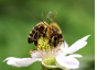 Россельхознадзор выявил несогласованное перемещение передвижной пасеки из 100 пчелосемей в Тульской области