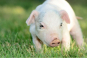 Управление Россельхознадзора информирует о мерах, принимаемых для предотвращения распространения африканской чумы свиней на территории Тульской области