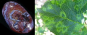 Управлением Россельхознадзора оштрафован садовый питомник в Тульской области за нарушения правил вывоза продукции из карантинной фитосанитарной зоны