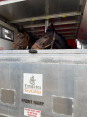 В Московский регион благополучно прибыли две спортивные лошади из Объединенных Арабских Эмиратов
