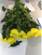В срезах цветов хризантемы, происхождением Колумбия, выявлен карантинный для РФ объект