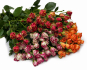 Россельхознадзор выявил карантинный для РФ объект в срезах цветов розы, происхождением Кения