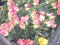 Россельхознадзор выявил карантинный для РФ объект в срезах цветов розы, происхождением Эквадор