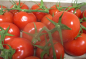 Управлением Россельхознадзора по проведен карантинный фитосанитарный контроль более 13 тысяч тонн свежих томатов из Туркменистана