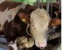 Управлением Россельхознадзора проведен профилактический визит в отношении мясо-молочного производственного объединения в Московской области