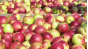 В апреле 2022 года в Московский регион поступило свыше 15 тысяч тонн свежих яблок из Республики Молдова
