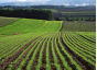 С начала 2022 года Управлением Россельхознадзора в сфере государственного земельного надзора на территории Тульской области проконтролировано свыше 3 000 га сельхозугодий