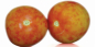 Россельхознадзор выявил опасное вирусное заболевание в семенах томата